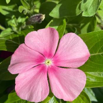 ニチニチソウの花の画像 by ひろみさん | 玄関と花を見る幸せ♡と今日の庭の花♡とピンクの花とニチニチソウ☆とピンク❤︎ピンクとニチニチソウ♡とニチニチソウの花と乙女色クラブ