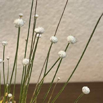 白玉星草の画像 by まゆづんさん | 玄関と白玉星草