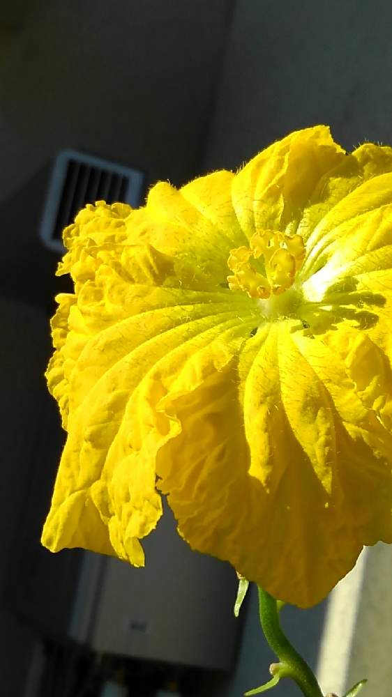 ヘチマの花の投稿画像 By Konayukiさん お出かけ先 21月9月22日 Greensnap グリーンスナップ Greensnap グリーンスナップ