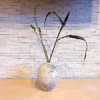ミレット パープル マジェスティの投稿画像一覧 Greensnap グリーンスナップ