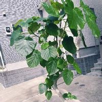 育てやすい大きい観葉植物 Greensnap グリーンスナップ