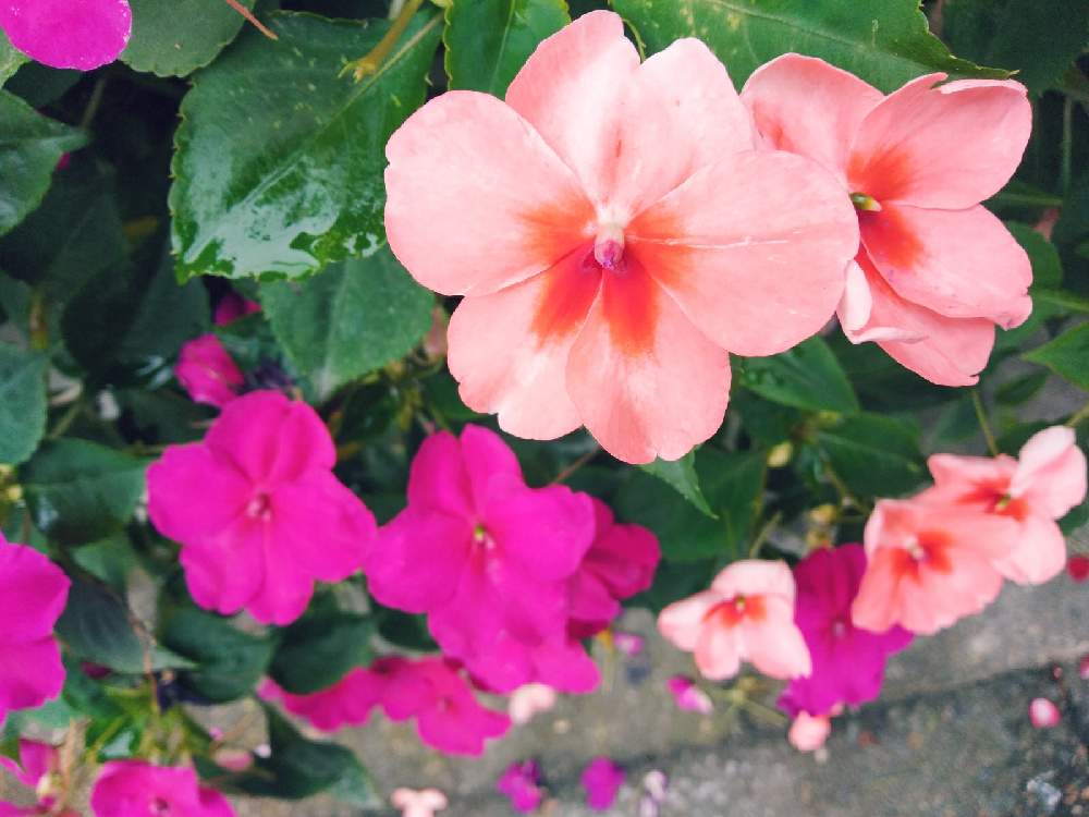 インパチェンスの投稿画像 By Shuki Stsn さん アフリカホウセンカと花のある暮らしとみどりのある暮らしとお出かけ先と花のある暮らしとみどりのある暮らし 21月9月22日 Greensnap グリーンスナップ Greensnap グリーンスナップ インパチェンスの投稿画像 By Shuki Stsn さん アフリカホウセンカと花のある暮らしとみどりのある暮らしとお出かけ先と花のある暮らしとみどりのある暮らし 21月9月22日 Greensnap グリーンスナップ Greensnap グリーンスナップ