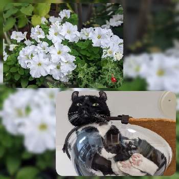 ねこの画像 by 荒川散歩さん | 小さな庭とペチュニアとねこと白い花と黒猫とニャンニャン祭り