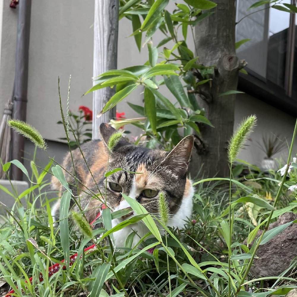 エノコログサ 猫じゃらし の投稿画像 By なおさん ニャンニャン祭りと雑草という名の草はないとエノコログサ ネコジャラシ と愛猫 と庭の雑草と可愛い雑草とニャンニャン祭りと雑草という名の草はないとエノコログサ ネコジャラシ と愛猫と庭の雑草と可愛い雑草 21