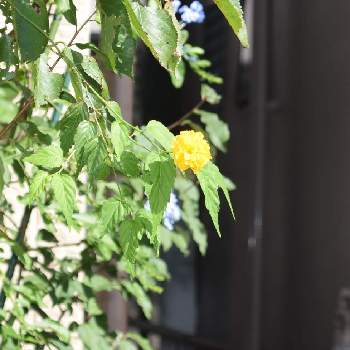 ヤエヤマブキ 八重山吹 の投稿画像一覧 Greensnap グリーンスナップ