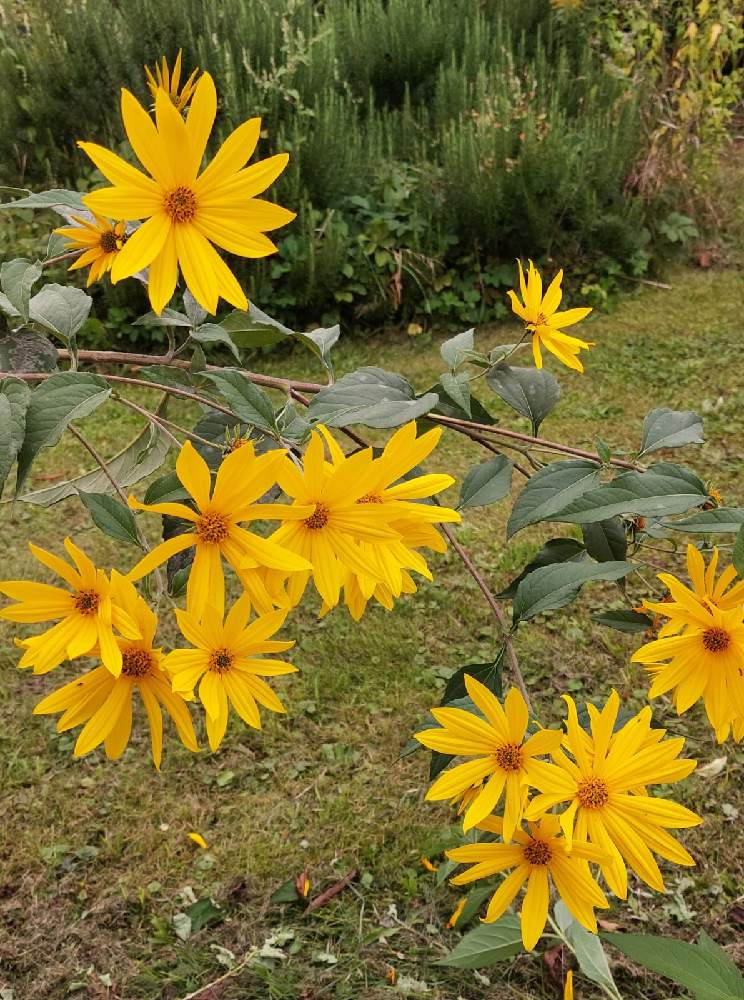 キクイモの投稿画像 By もるみさん お出かけ先と根が食用とヒマワリ属と多年草とキク科と北米原産とよそさまのお庭と根が食用とヒマワリ属と多年草とキク科と北米原産とよそさまのお庭 21月9月22日 Greensnap グリーンスナップ Greensnap グリーンスナップ