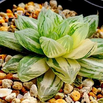 オブツーサ錦花火の一覧 Greensnap グリーンスナップ