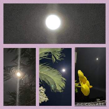 中秋の名月の投稿画像一覧|🍀GreenSnap(グリーンスナップ)