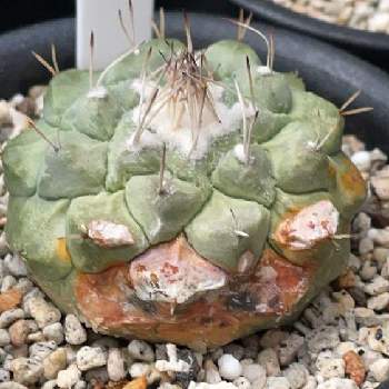 日焼けの投稿画像一覧 Greensnap グリーンスナップ