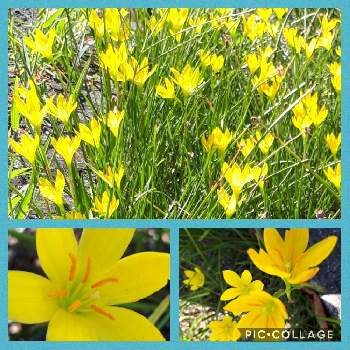 ゼフィランサス♡の画像 by ふじさん | お出かけ先とmiakisisaと幸せの黄色いお花とレインリリー！と多様性を愛する会とゼフィランサス♡