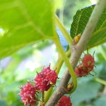 クワの実の投稿画像一覧 Greensnap グリーンスナップ