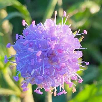 サクシサ プラテンシスの画像 by まっしゅさん | 小さな庭とサクシサ プラテンシスと紫色の花とおうち園芸とかわちいと蕊ラー
