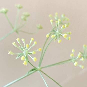 ミシマサイコの投稿画像一覧 Greensnap グリーンスナップ