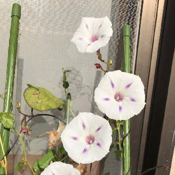 西洋朝顔 ミルキーウェイの投稿画像一覧 Greensnap グリーンスナップ