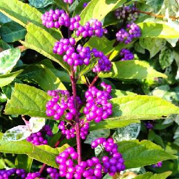 紫式部の実の画像 by あななさん | 小さな庭と秋晴れと紫式部の実とムラサキシキブの実とパープルの実