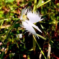 サギソウの育て方 植え付け方法や植え替え時期は Greensnap グリーンスナップ