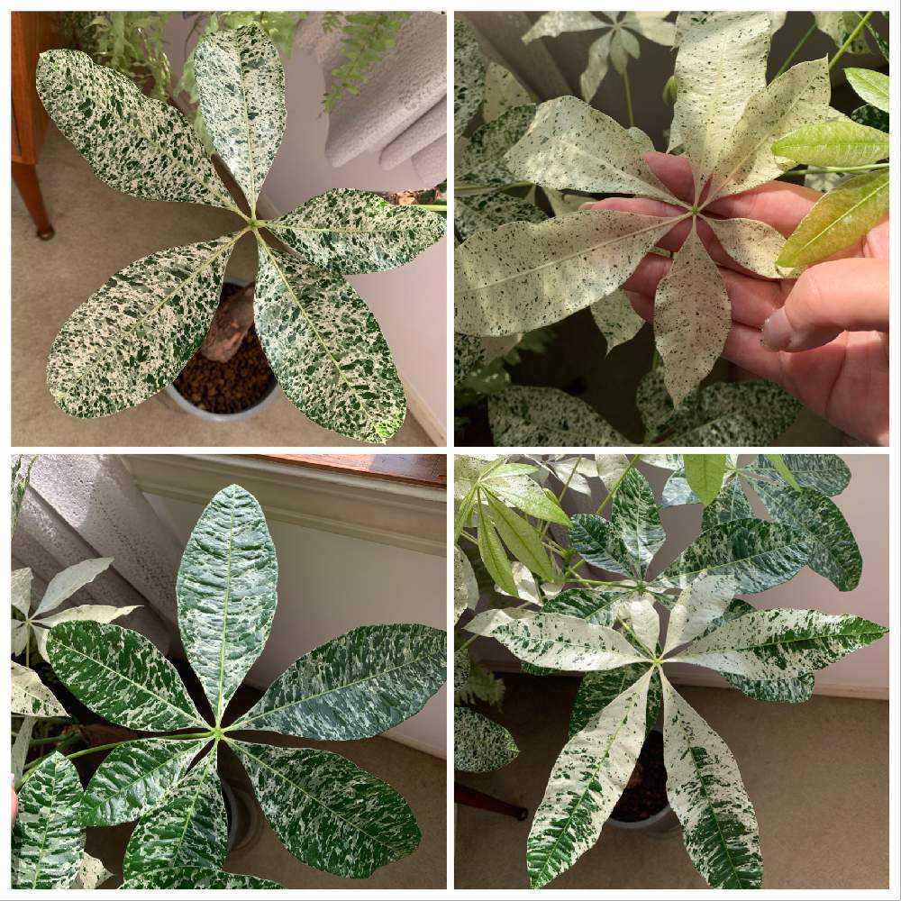 パキラ ミルキーウェイの斑はどのように入るのか。｜🍀GreenSnap