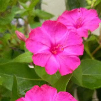 ローズ色の花の画像 by saraさん | 広い庭とおしろいばなとローズ色の花