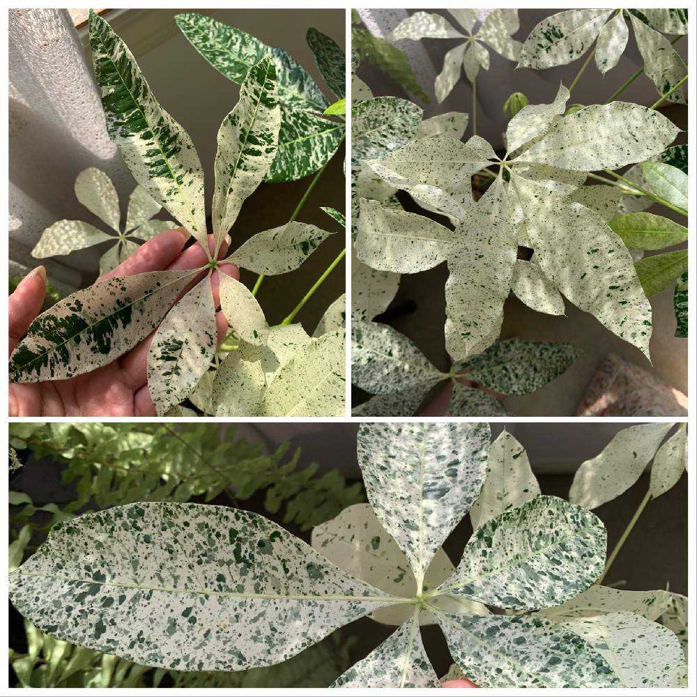 パキラ ミルキーウェイの斑はどのように入るのか。｜🍀GreenSnap