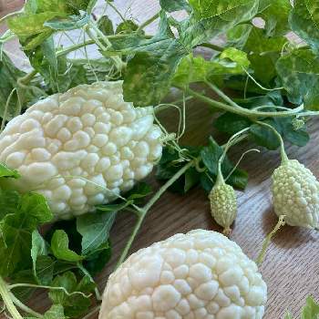 白いゴーヤの投稿画像一覧 Greensnap グリーンスナップ