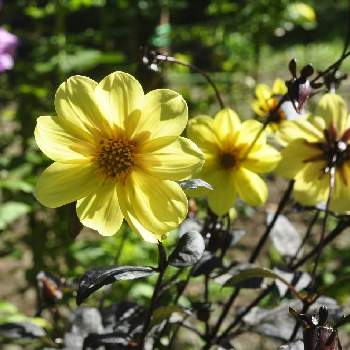 ダリア ブラックナイトの投稿画像一覧 Greensnap グリーンスナップ