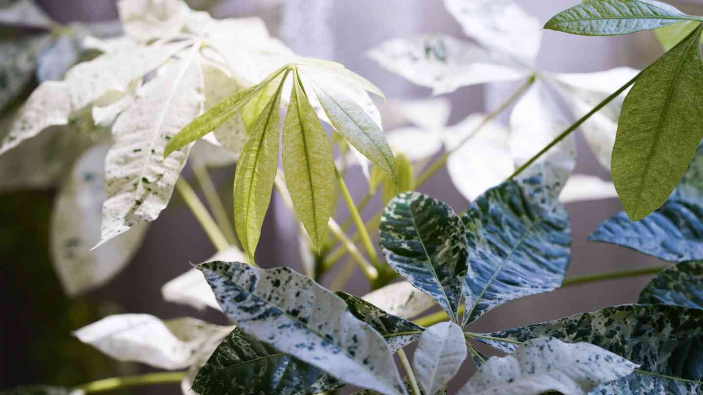 パキラ斑入り かなり白 希少オススメ‼️ - 植物/観葉植物