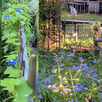 ユーパトリウム✽の画像 by 秋草さん | 広い庭とユーパトリウムとアサガオと西洋フジバカマと青い花と薄紫の花とアサガオ✽と我家のワンニャン♡とユーパトリウム✽