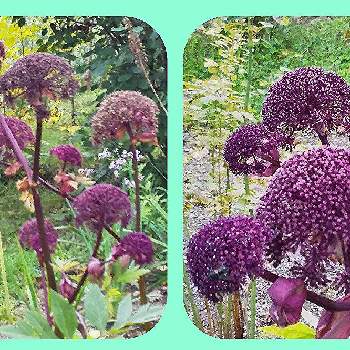 アンジェリカ ギガスの投稿画像一覧 Greensnap グリーンスナップ