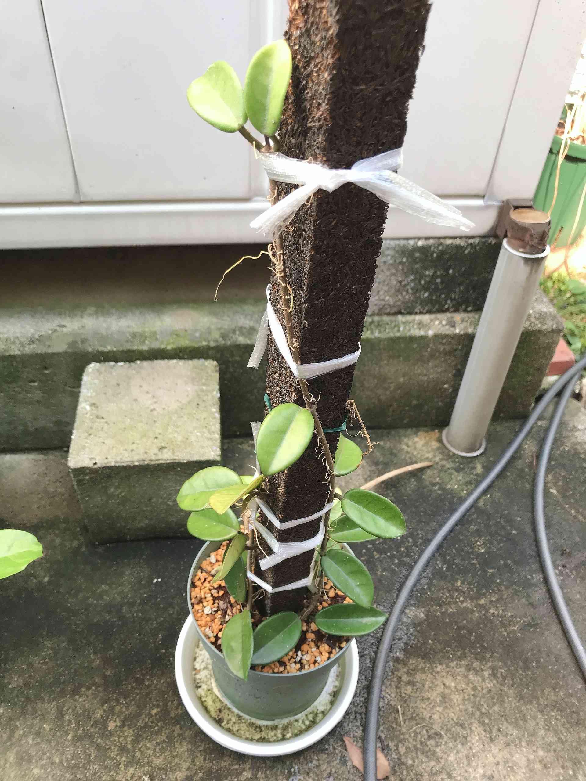 【専用】Sarga Orias 挿木苗 1632365472988_724898_photo.jpg