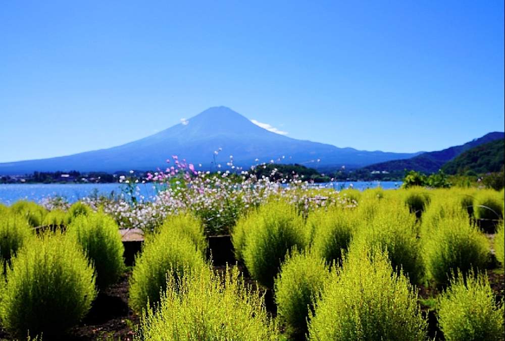河口湖 大石公園の投稿画像 By Misaoiさん 21月9月23日 Greensnap グリーンスナップ
