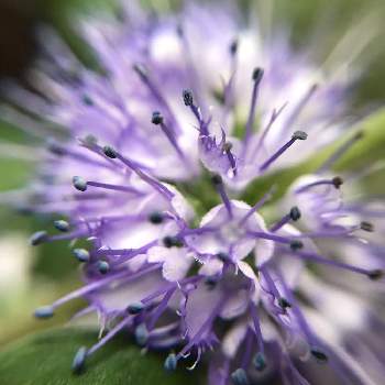 段菊の画像 by shizukuさん | 段菊と紫色の花と100均マクロレンズと木曜モフモフ
