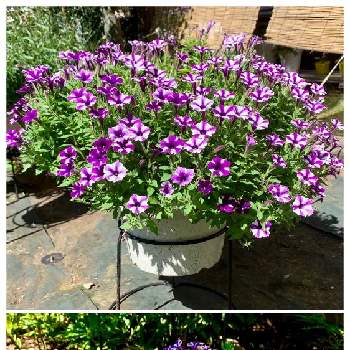 スーパーチュニアビスタ  ミニブルースターの画像 by Stella⭐️さん | 小さな庭とペチュニアとスーパーチュニアビスタ  ミニブルースターと紫の花と花のある暮らしとありがとう♡とPW