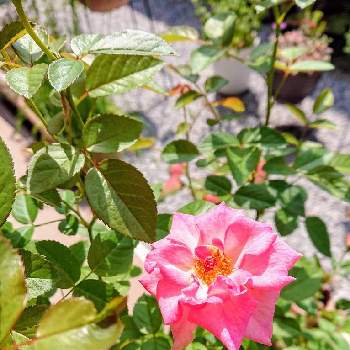 薔薇ラフィネの投稿画像一覧 Greensnap グリーンスナップ