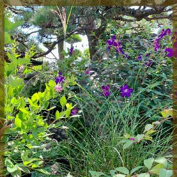 二十四節気の画像 by 美野美谷さん | 広い庭と二十四節気と秋の庭と和の庭と庭景色と季節の巡り・二十四節気