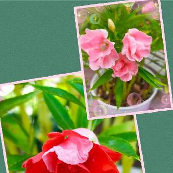 ホウセンカ,赤い花,ピンクの花,夏のお花,おうち園芸の画像