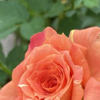 オレンジ色の薔薇の投稿画像一覧 Greensnap グリーンスナップ