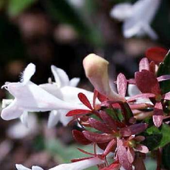 標準和名普及委員会の投稿画像一覧 Greensnap グリーンスナップ