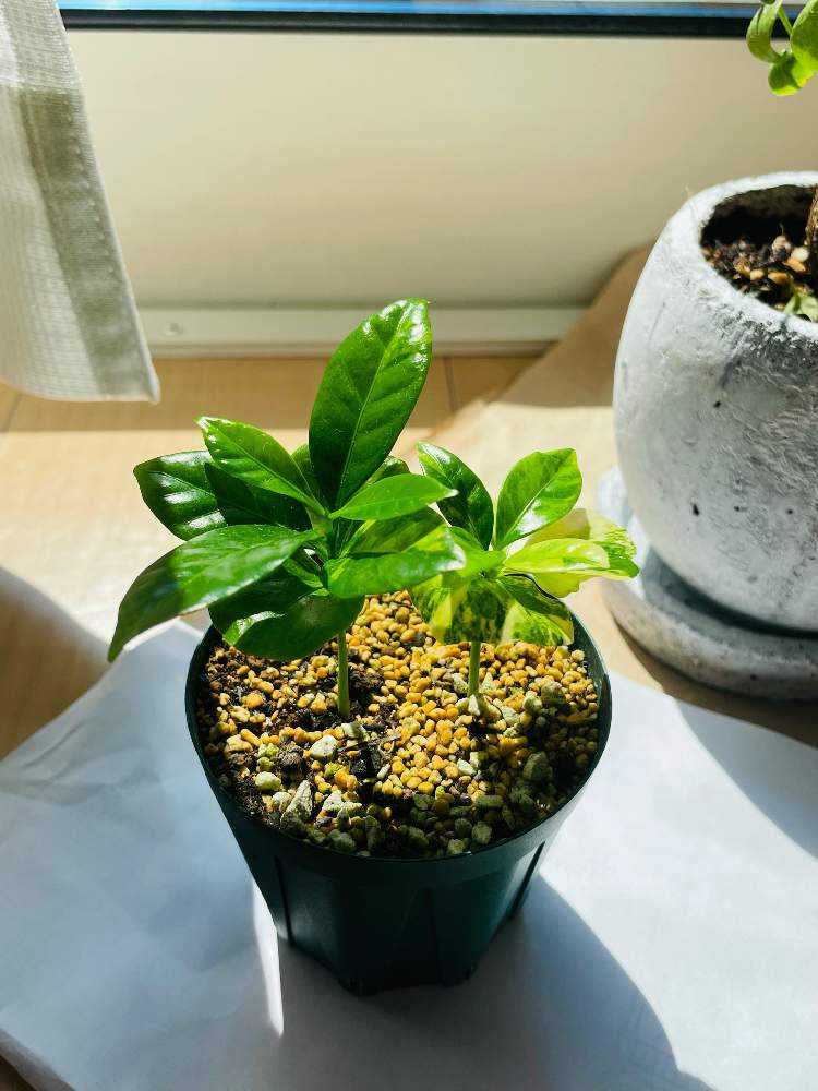 コーヒーの木 斑入り 実生個体 極上 | 希少植物の販売