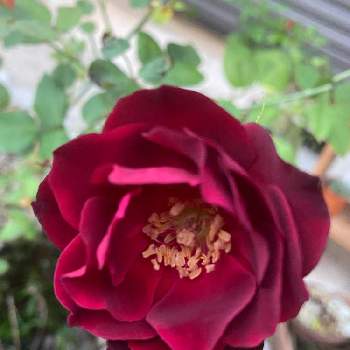 フランシス・デュブリュイの画像 by しげちんさん | 小さな庭とフランシス・デュブリュイと薔薇♪といい香り♡とバラ・オールドローズ