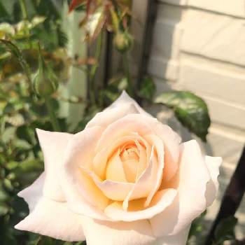 バラ　G.D.ルイーズの画像 by kazuさん | 小さな庭とバラ　G.D.ルイーズと薔薇と鉢植えとコルデス