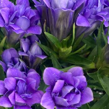キュン死祭りの画像 by Nico ♪さん | お出かけ先とリンドウとリンドウ 蒼孔雀と胸キュンとお花大好きと花いっぱい！とお花に癒されてと今日のお花と元気もらえると綺麗と癒されると鮮やか とキュン死祭りと花いろいろと可愛いと紫の花と素敵