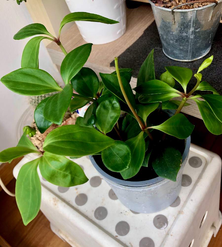 ペペロミア フェアリーの投稿画像 By Yasuさん 観葉植物と葉っぱとスペインとバルセロナと部屋と観葉植物と葉っぱとスペインとバルセロナ 21月9月23日 Greensnap グリーンスナップ Greensnap グリーンスナップ