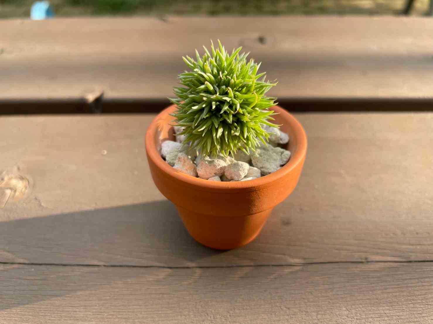 ◆ チランジア　アエラントス　テディベア　特大サイズ 84 ◇ チランジア アエラントス テディベア 特大サイズ 84 ◇ チランジア