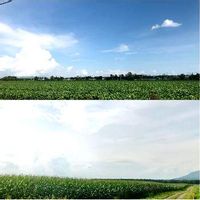 トウモロコシの育て方 種まき 発芽までの日数は プランター栽培もできる Greensnap グリーンスナップ