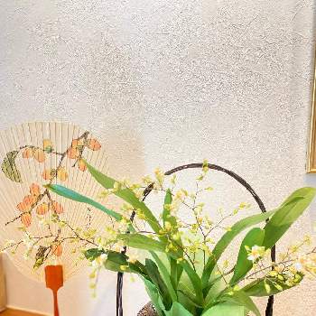 バニラの香りの画像 by ティンカーベルさん | 玄関とお花を楽しむとオンシジューム属と蘭の花とバニラの香りとオンシジウム  トゥインクルと緑のある暮らしと花のある暮らしとGREEN UP!