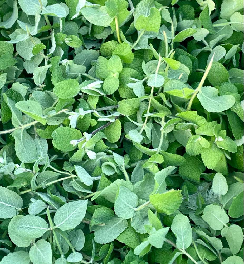 ミントの芳香蒸留水作ってみた Greensnap グリーンスナップ