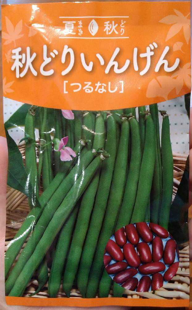 遅まきの秋どりインゲンを育ててみました Greensnap グリーンスナップ