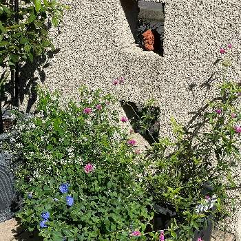 ブルーラグーンの画像 by hiro-151e.さん | エントランスとゴンフレナ・ラブラブラブとユーフォルビア ダイアモンド・フロストとブルーラグーンとスマホ撮影とPWと一坪ガーデンに詰め込んでと切り戻し その後とおうち園芸とおきにいりとお庭の植物と花のある暮らしと好きなものいっぱいと何度も切り戻しとモリモリの狭小ガーデンとPWモニター経過報告