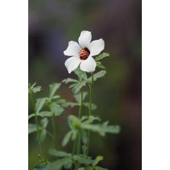 ハイビスカス・シンプリーラブの画像 by 我楽多さん | 小さな庭とハイビスカスとハイビスカス・シンプリーラブとOM-D E-M10とOLY 17mm F1.2と箱庭に咲く花9月