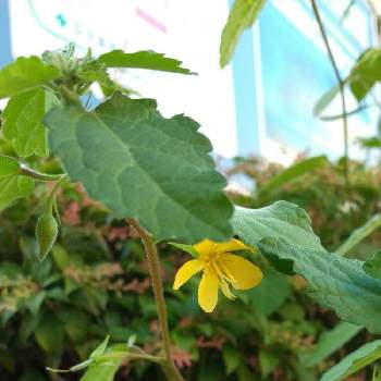 菜の花に似た花の投稿画像一覧 Greensnap グリーンスナップ